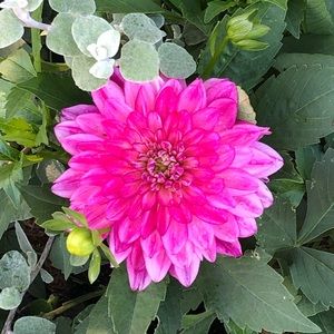 Meet your Posher, Fannie